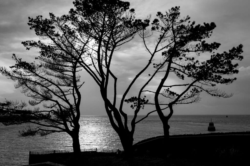 Silhouettes d'arbres sur l'entrée du Golfe du Morbihan.