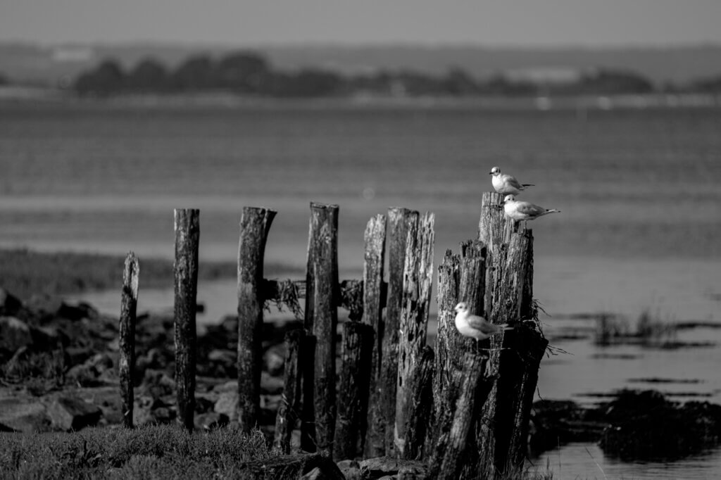 Mouettes gardant leur territoire.
